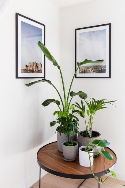 indoor plants ideas 2023
