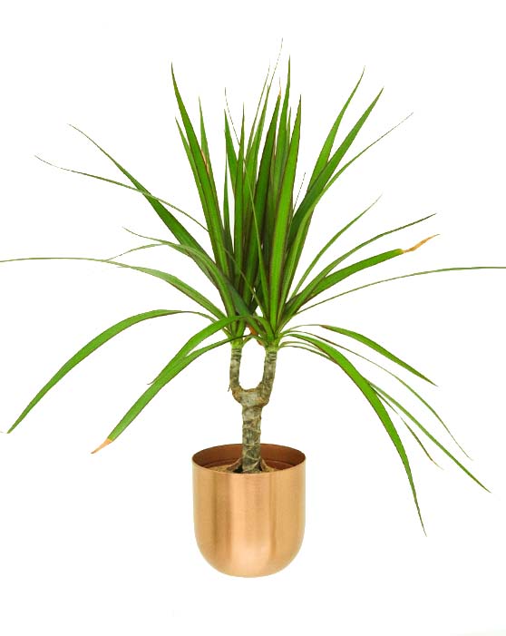 Dracaena Plant in pot