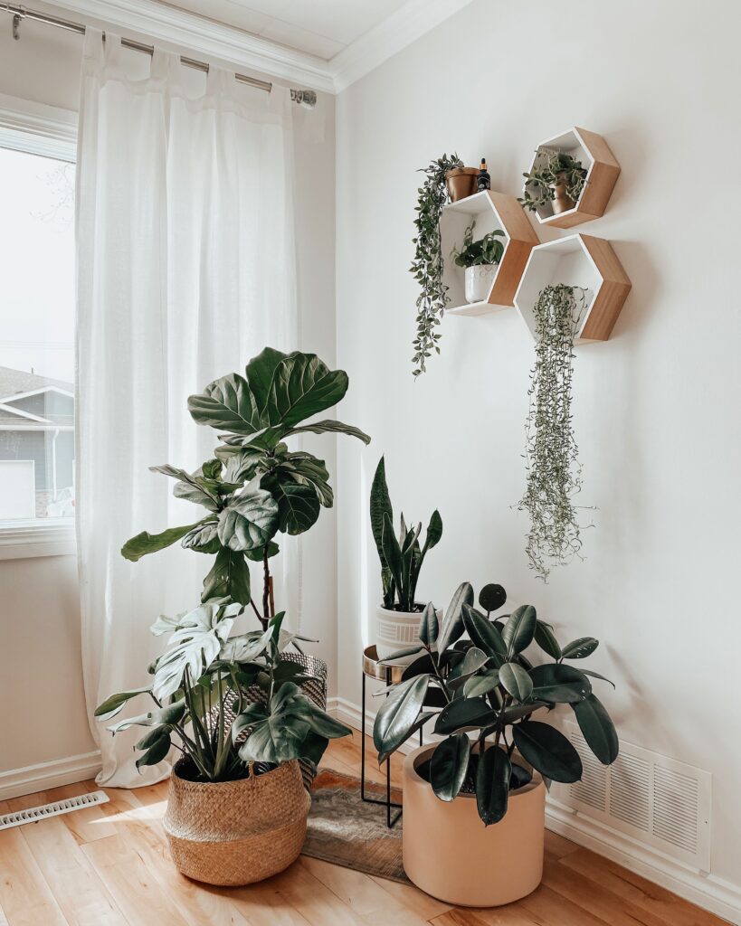 indoor plants ideas