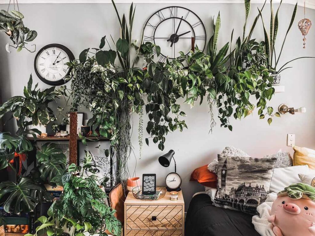 overdo with indoor plants